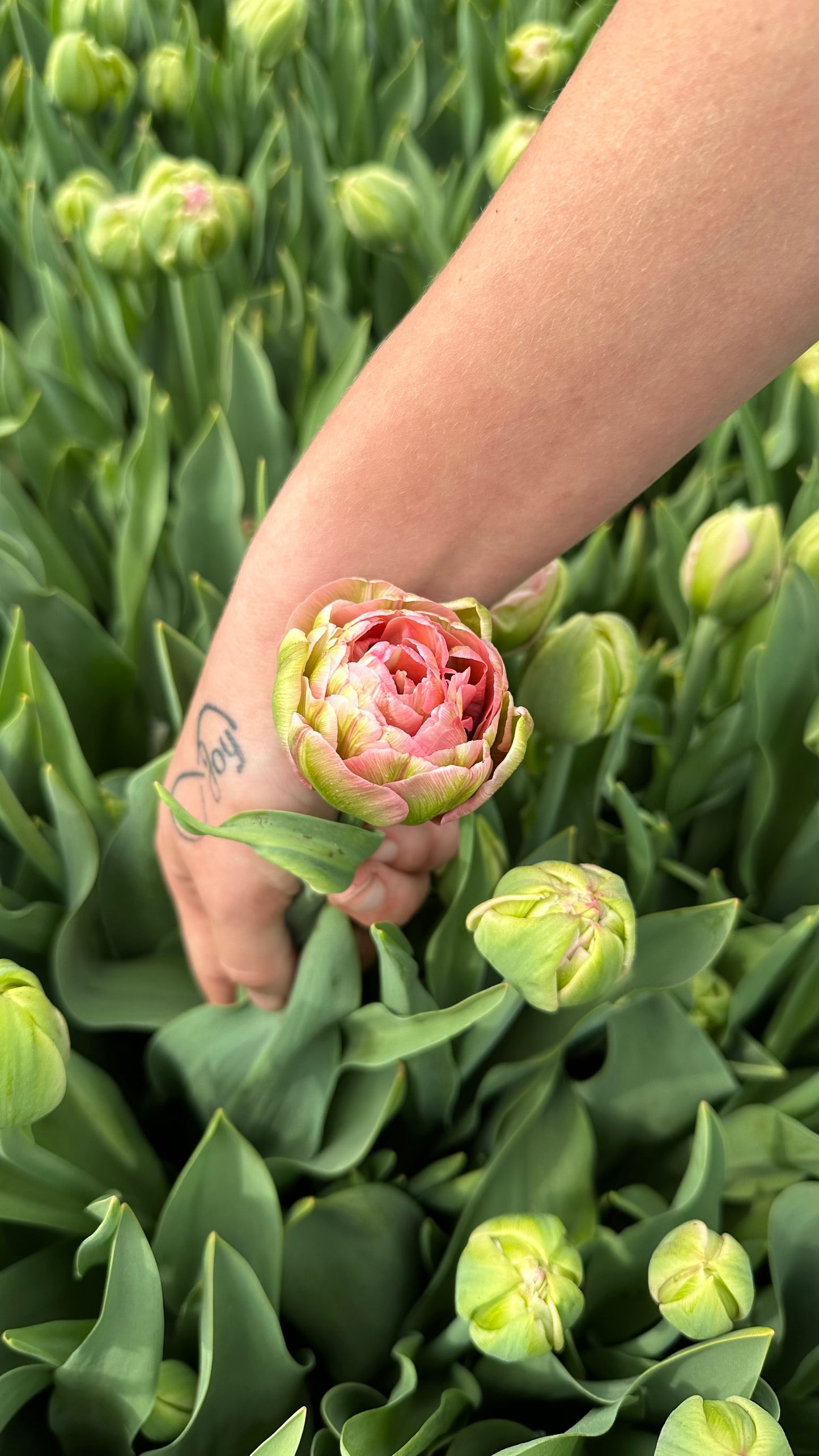 **NEW DATE!** Spring You-Pick: Saturday, April 19th, 1PM-4PM