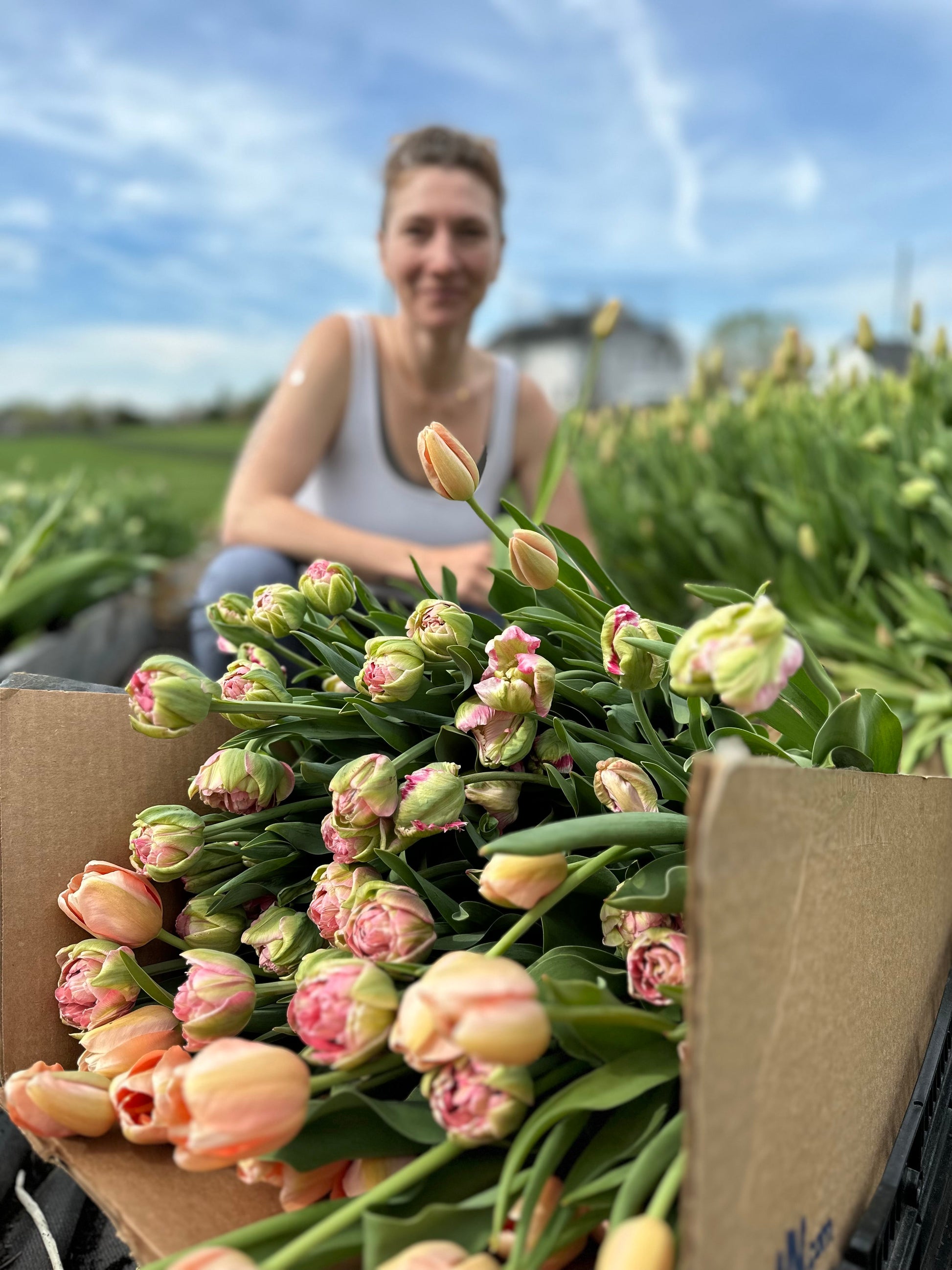 Hundreds of tulips harvested from our sustainable flower farm