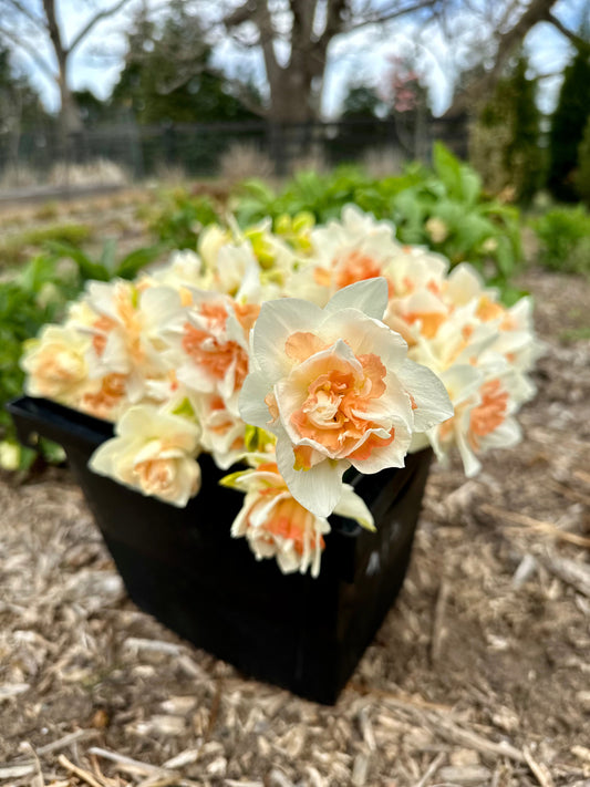 Creamy Double Daffodil Bucket (50 Stems)