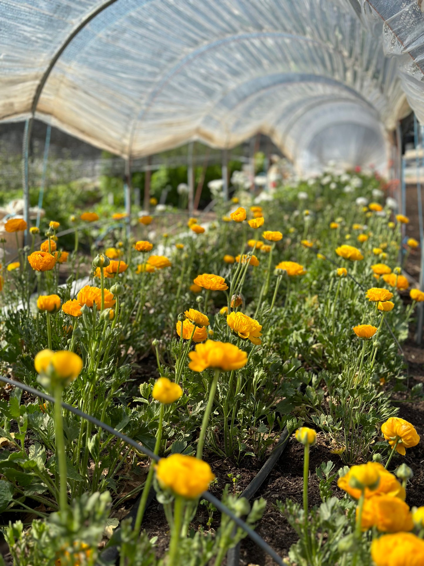 **NEW DATE!** Spring You-Pick: Saturday, April 19th, 1PM-4PM