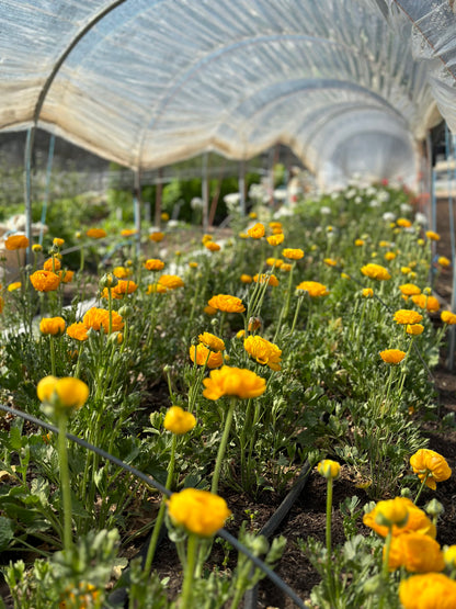 **NEW DATE!** Spring You-Pick: Saturday, April 19th, 1PM-4PM