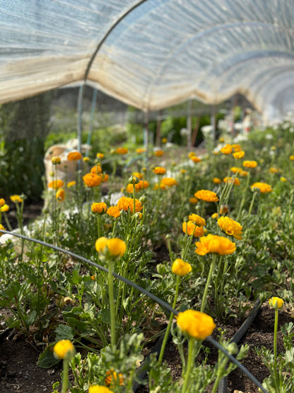 5 Weeks of Ranunculus (April 2 - April 30)