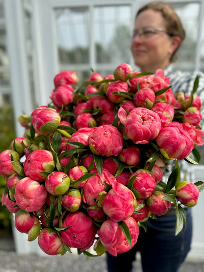 Peony Subscription (3 Weeks)