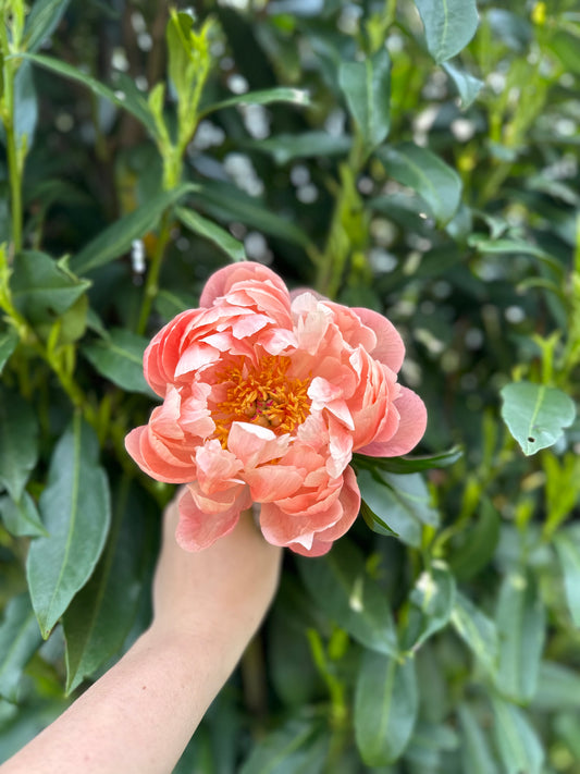 Peony Subscription (3 Weeks)