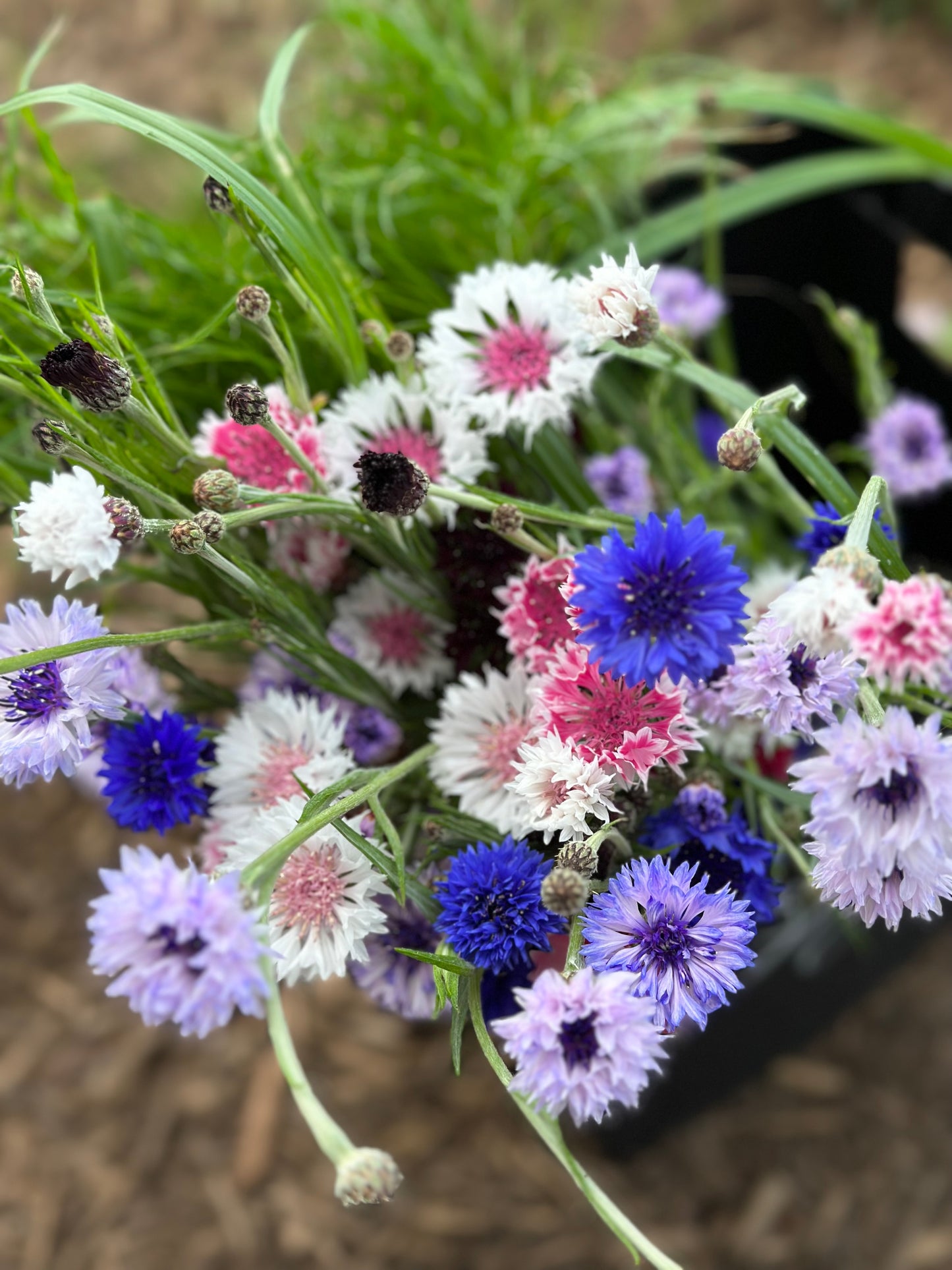 A Handheld Bouquet Workshop - Saturday, June 21st, 10AM