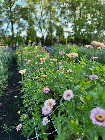 SEASON PASS: You-Pick
