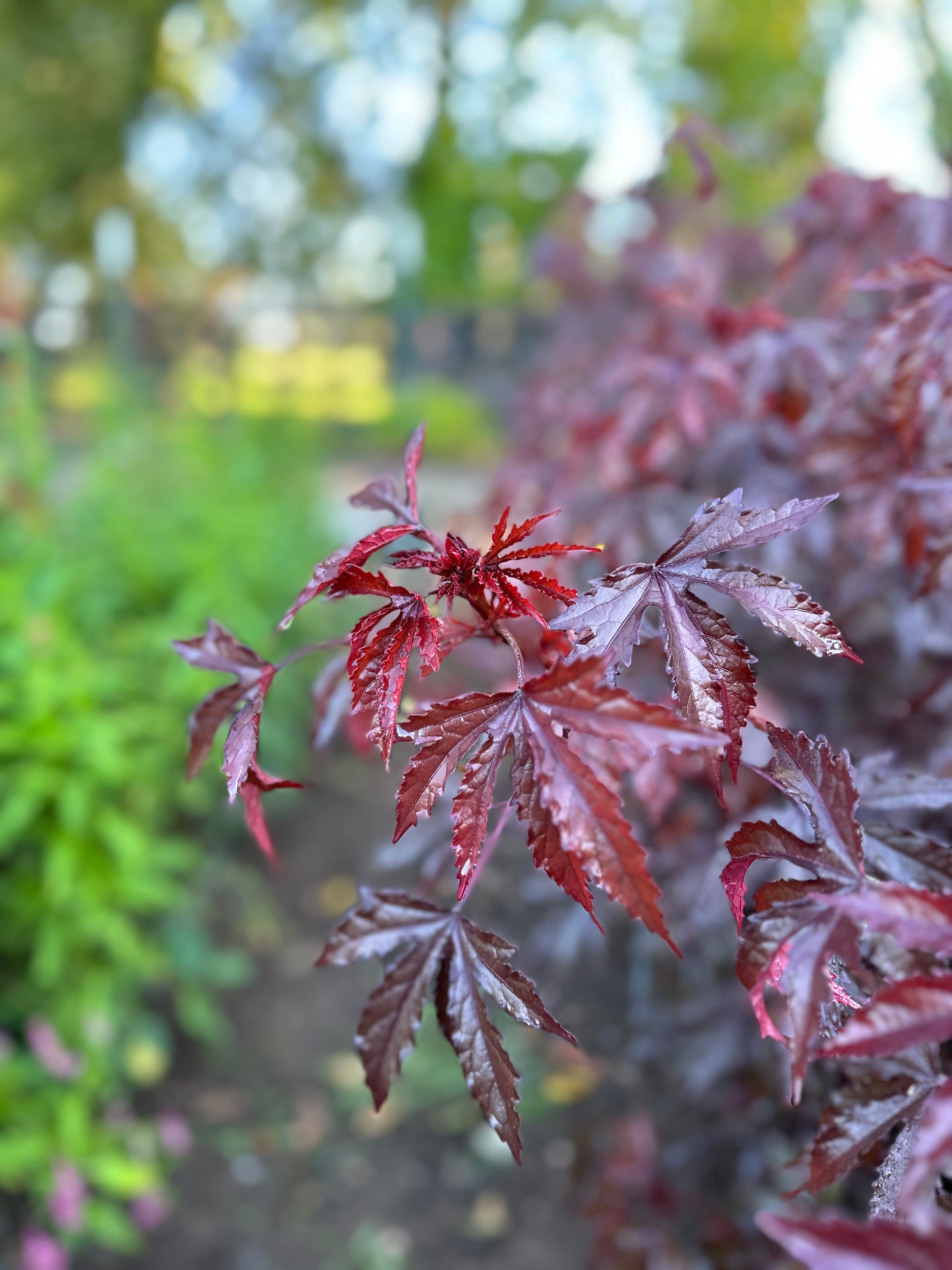 Fall Garden Design Workshop - Saturday, September 20th, 10AM