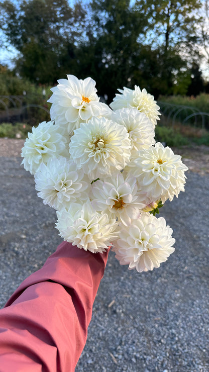 Dahlia Daze You-Pick: Saturday, September 13th, 1PM - 4PM