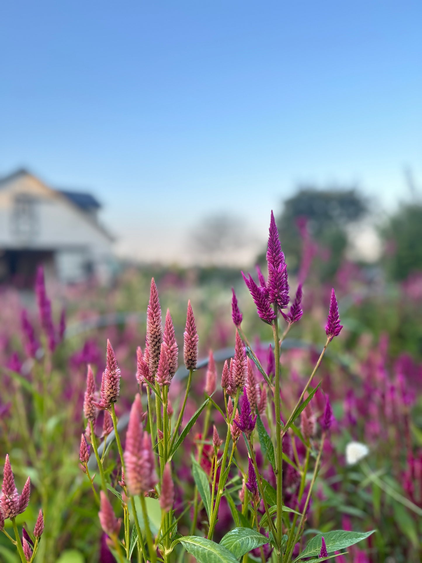 Fall Garden Design Workshop - Saturday, September 20th, 10AM