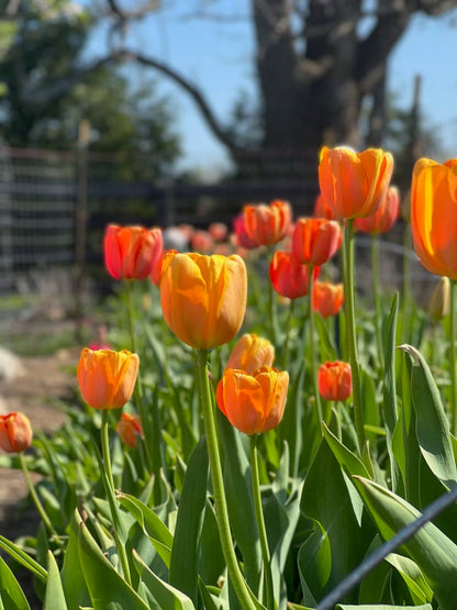 Peach coral and orange tulips turned up toward the sun on our farm