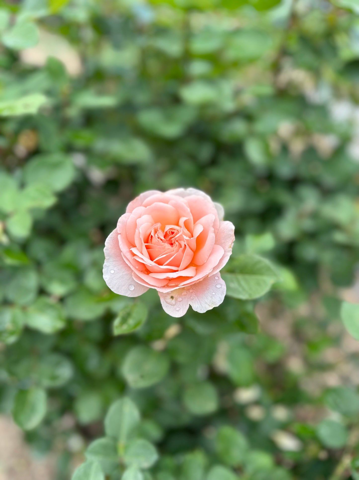 A Handheld Bouquet Workshop - Saturday, June 21st, 10AM