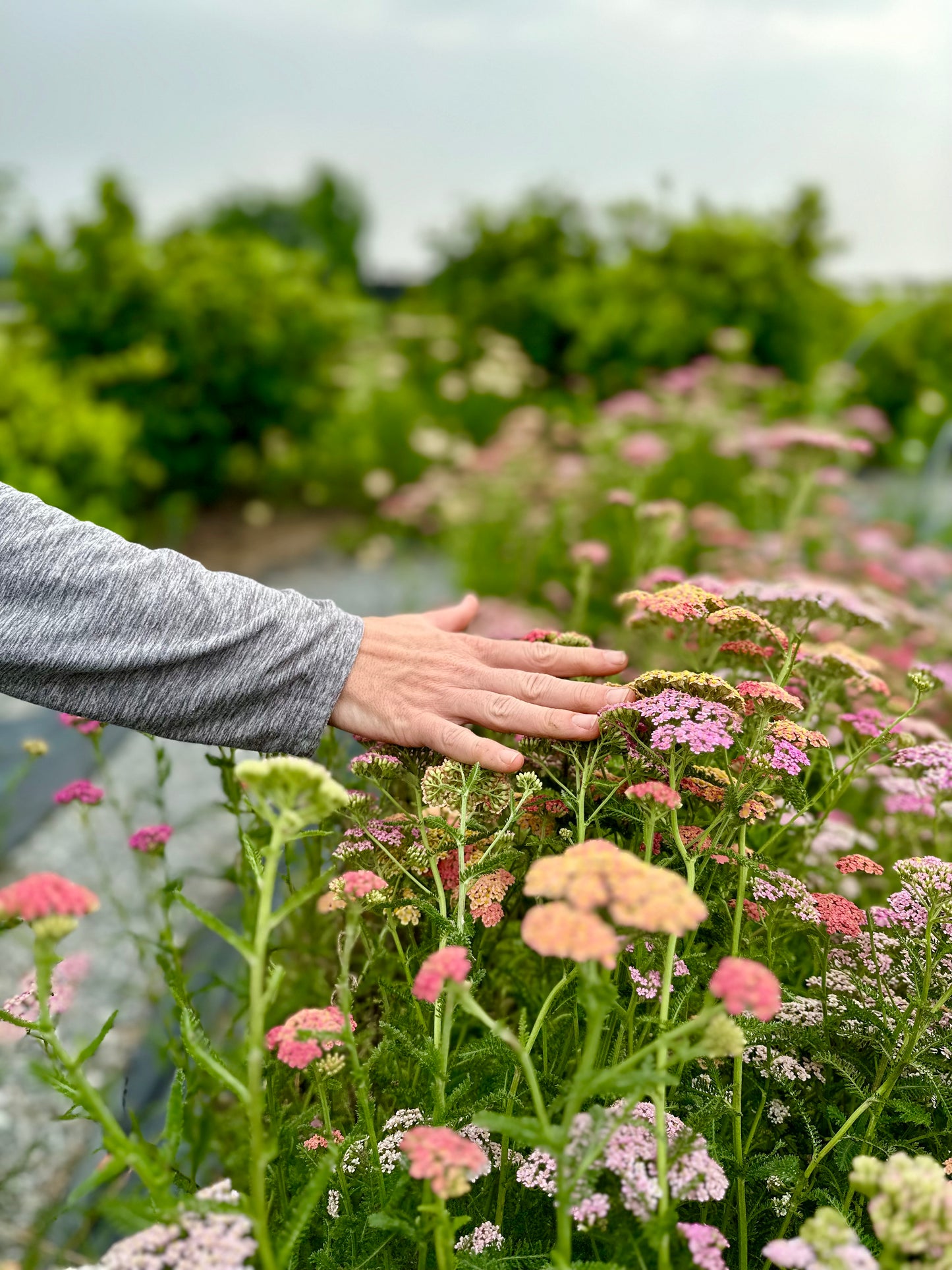 A Handheld Bouquet Workshop - Saturday, June 21st, 10AM