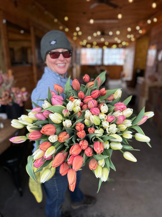 4 Weeks of Specialty Tulips (April 9 - April 30)