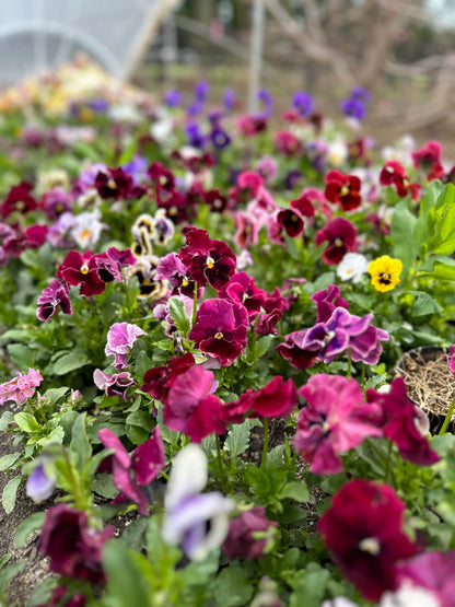 **NEW DATE!** Spring You-Pick: Saturday, April 19th, 1PM-4PM