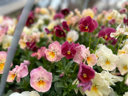 **NEW DATE!** Spring You-Pick: Saturday, April 19th, 1PM-4PM