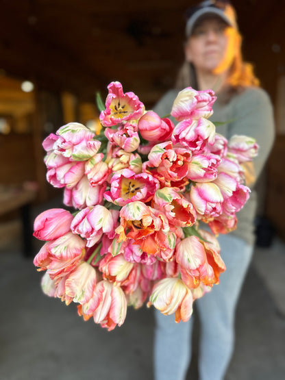 Tulip Bucket (50 Stems)