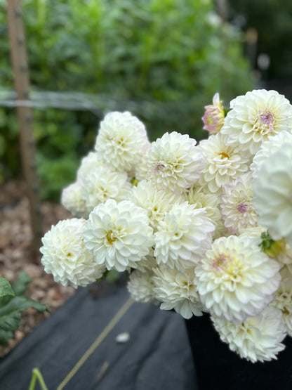 Dahlia Daze You-Pick: Saturday, September 13th, 1PM - 4PM