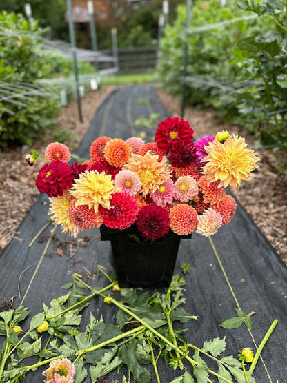 Bucket: Mixed Dahlias (50 Stems)