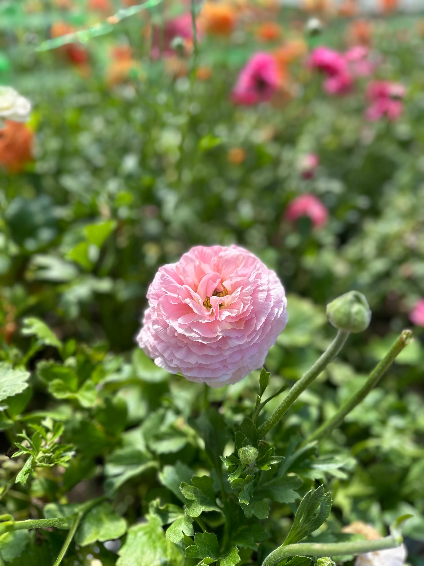 5 Weeks of Ranunculus (April 2 - April 30)