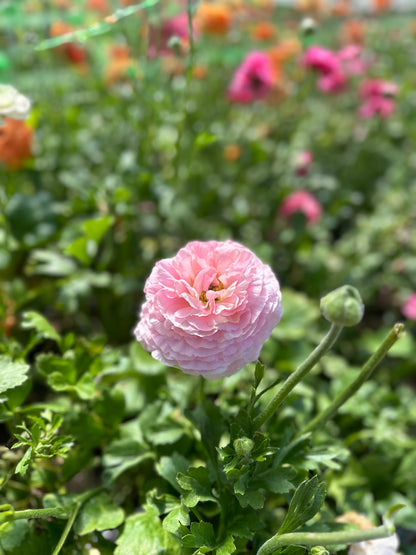 5 Weeks of Ranunculus (April 2 - April 30)