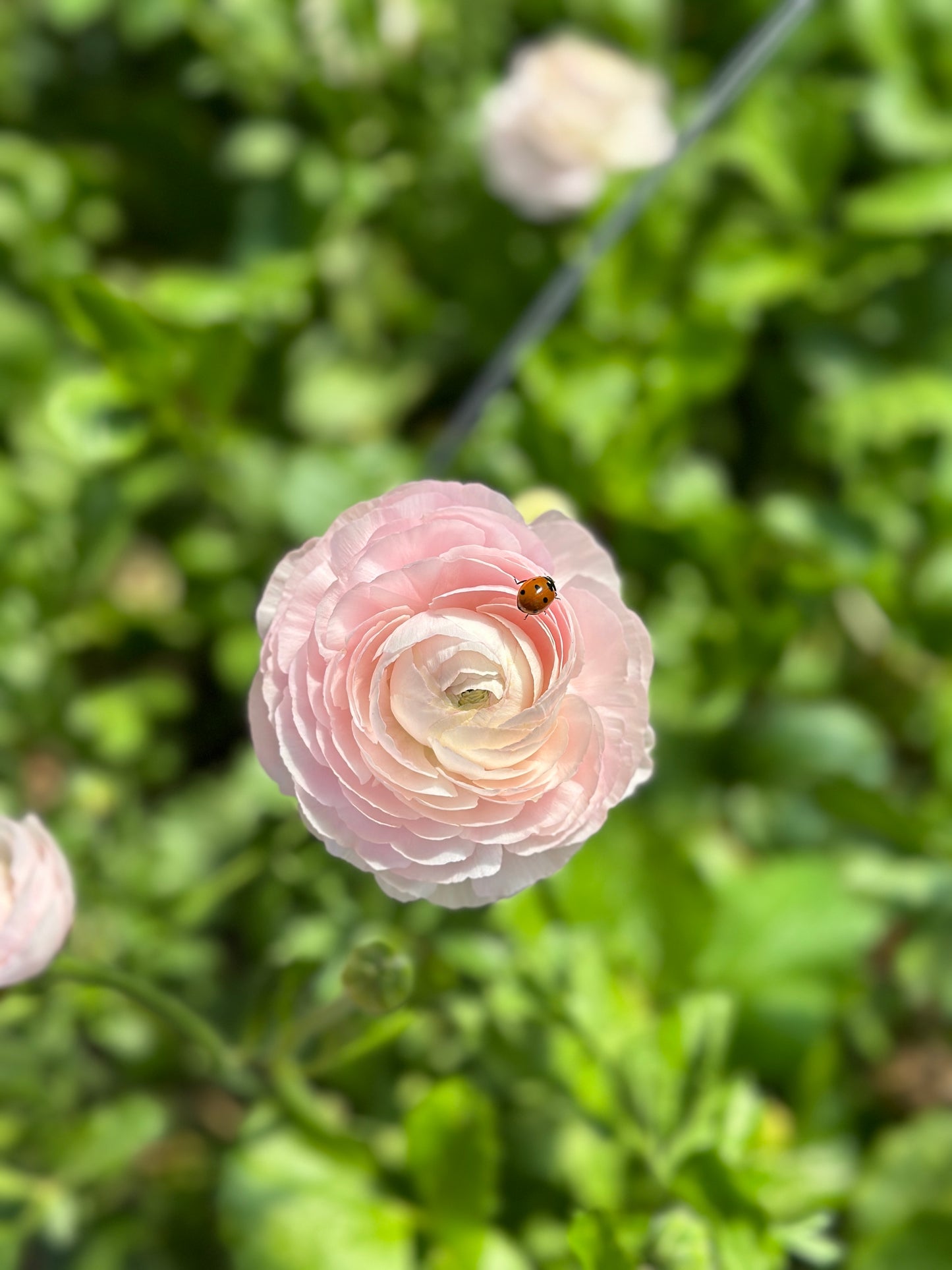 5 Weeks of The Weekly Bloom (April 2 - April 30)