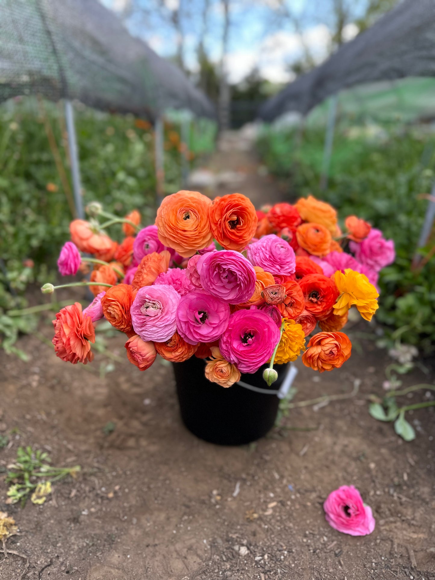 5 Weeks of Ranunculus (April 2 - April 30)