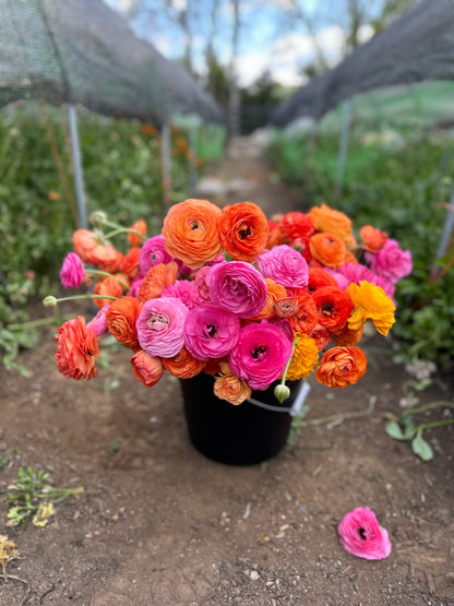 5 Weeks of Ranunculus (April 2 - April 30)