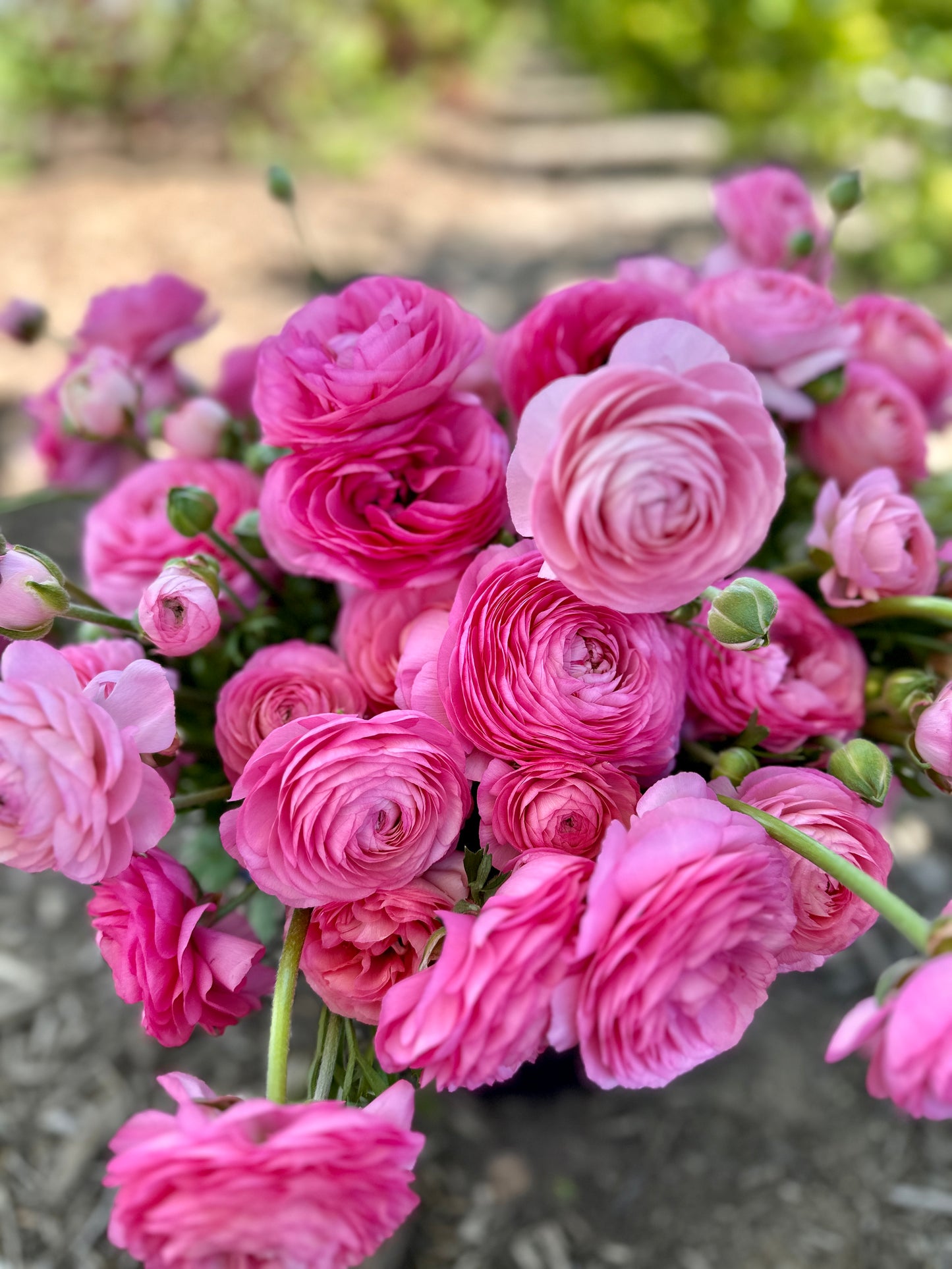 **NEW DATE!** Spring You-Pick: Saturday, April 19th, 1PM-4PM