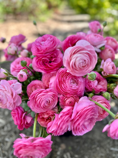 **NEW DATE!** Spring You-Pick: Saturday, April 19th, 1PM-4PM