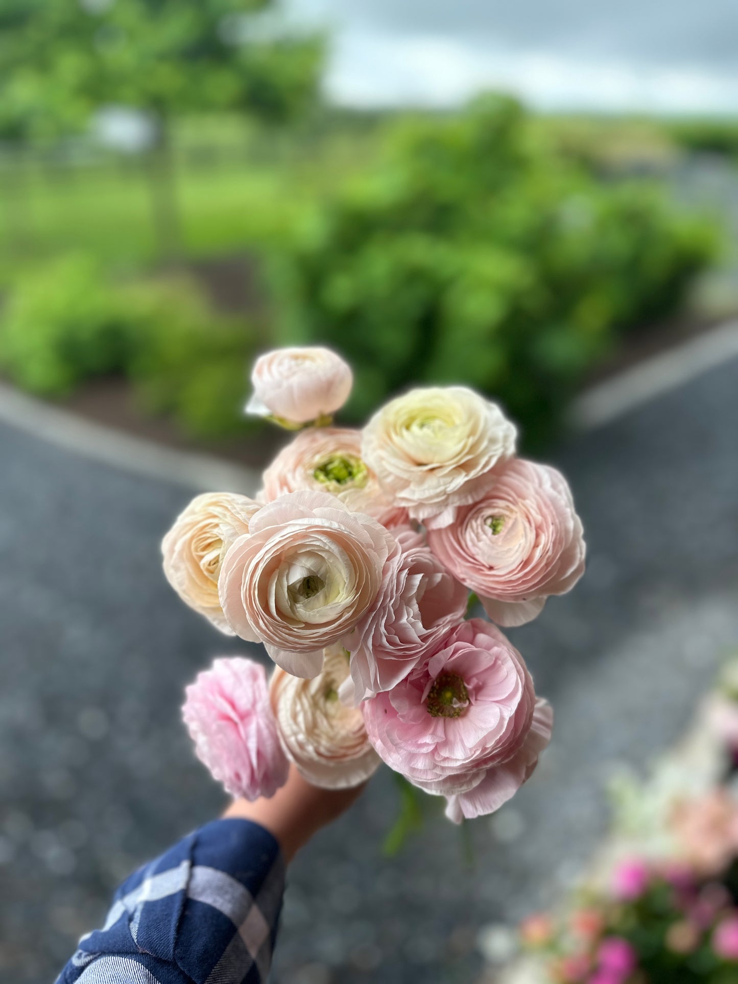 **NEW DATE!** Spring You-Pick: Saturday, April 19th, 1PM-4PM