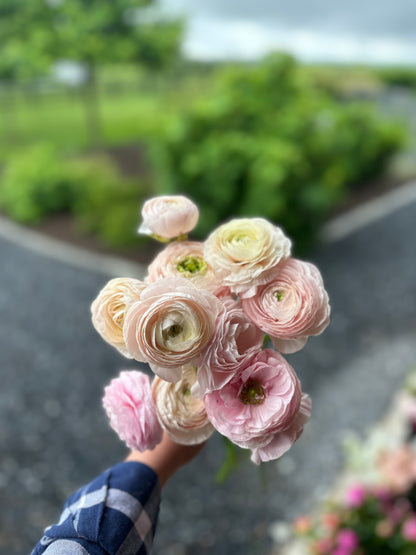 **NEW DATE!** Spring You-Pick: Saturday, April 19th, 1PM-4PM