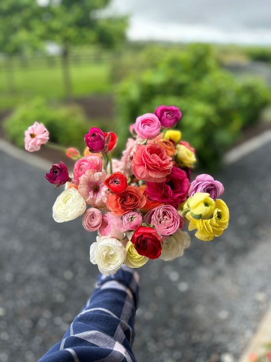 5 Weeks of The Weekly Bloom (April 2 - April 30)