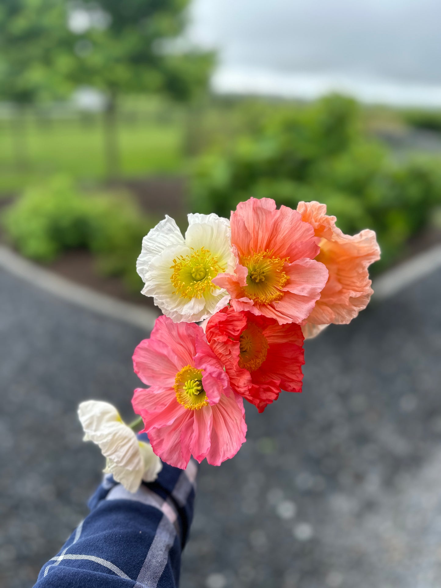 **NEW DATE!** Spring You-Pick: Saturday, April 19th, 1PM-4PM