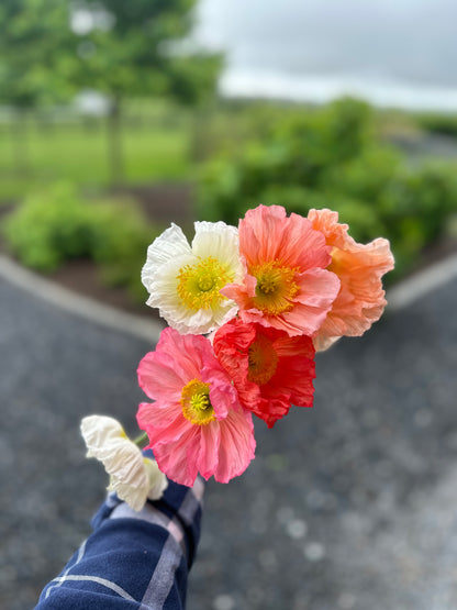 **NEW DATE!** Spring You-Pick: Saturday, April 19th, 1PM-4PM