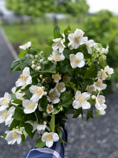 4 Weeks of The Weekly Bloom (May 7 - May 28)