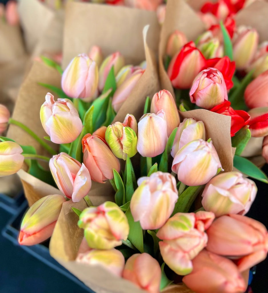 Wrapped bouquets of peach specialty tulips ready for delivery