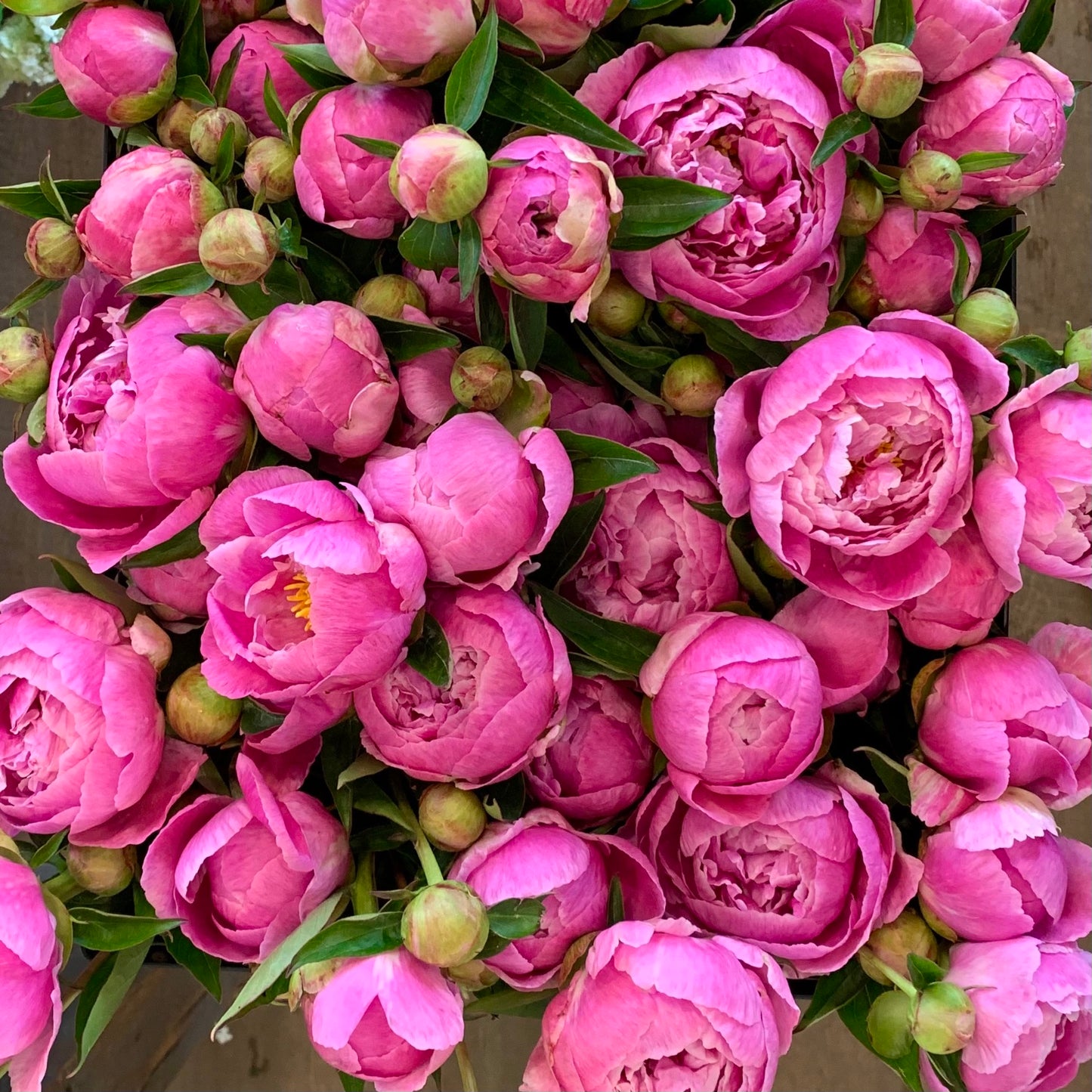 A Peony Party Workshop - Saturday June 7th, 10AM