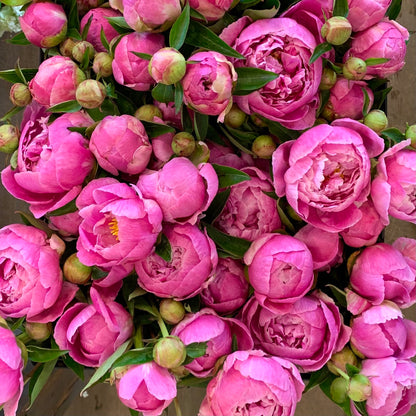 A Peony Party Workshop - Saturday June 7th, 10AM