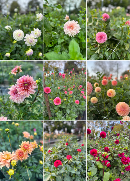 Dahlia Daze You-Pick: Saturday, September 13th, 1PM - 4PM