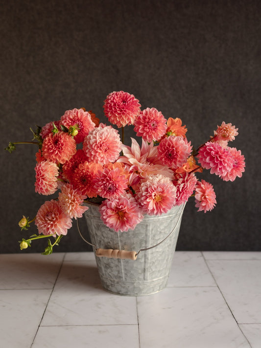 Bucket: Single-Color Dahlias (50 Stems)