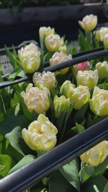 Tulip Bucket (50 Stems)